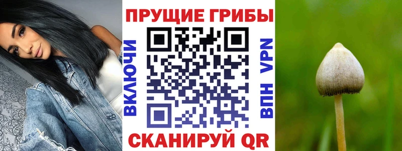 Псилоцибиновые грибы MAGIC MUSHROOMS закладки Пучеж